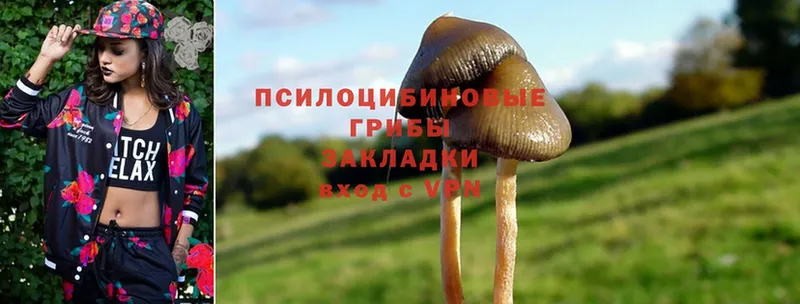 сколько стоит  Вязники  Галлюциногенные грибы Cubensis 